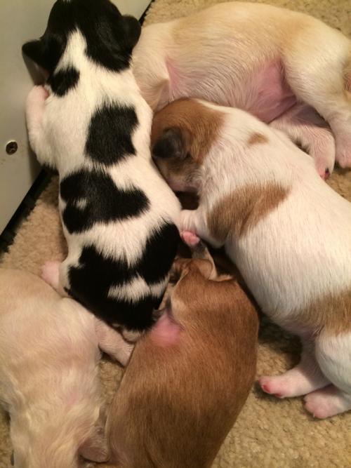 Five Cavachon Puppies for Sale in Iowa